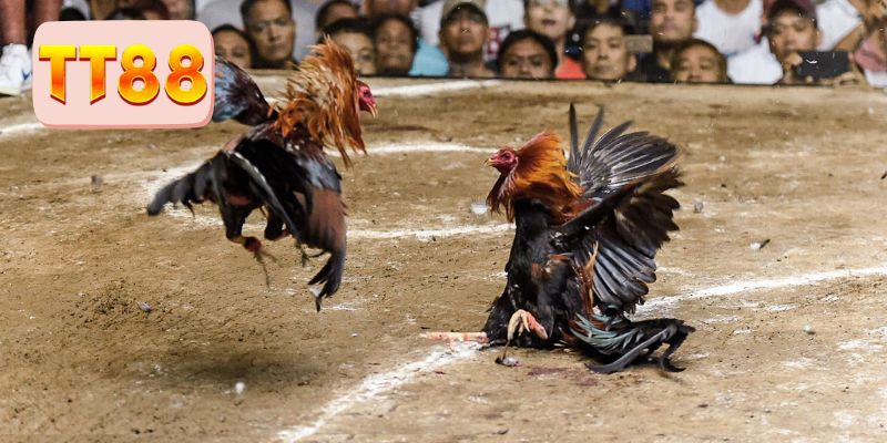 Sân chơi đá gà TT88 được lòng hội viên