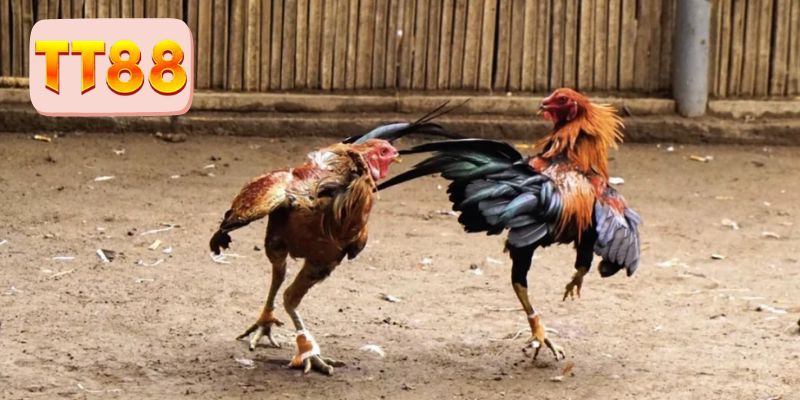 Tiêu chí lựa chọn chiến kê phù hợp 